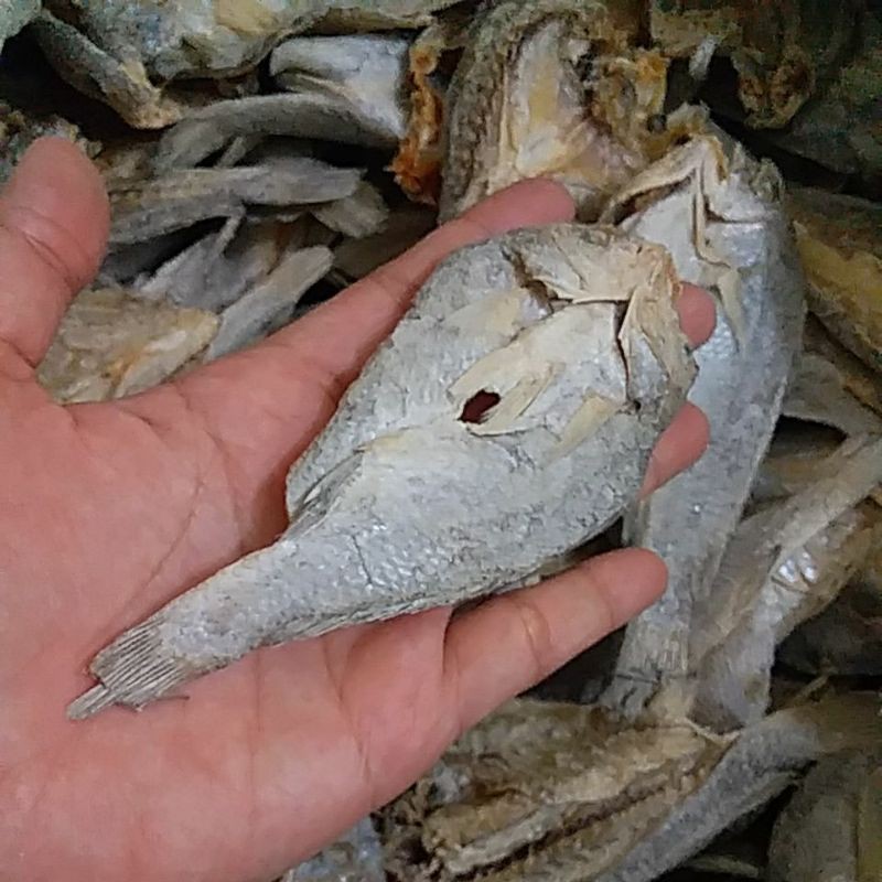 

ikan kepala batu 250gr