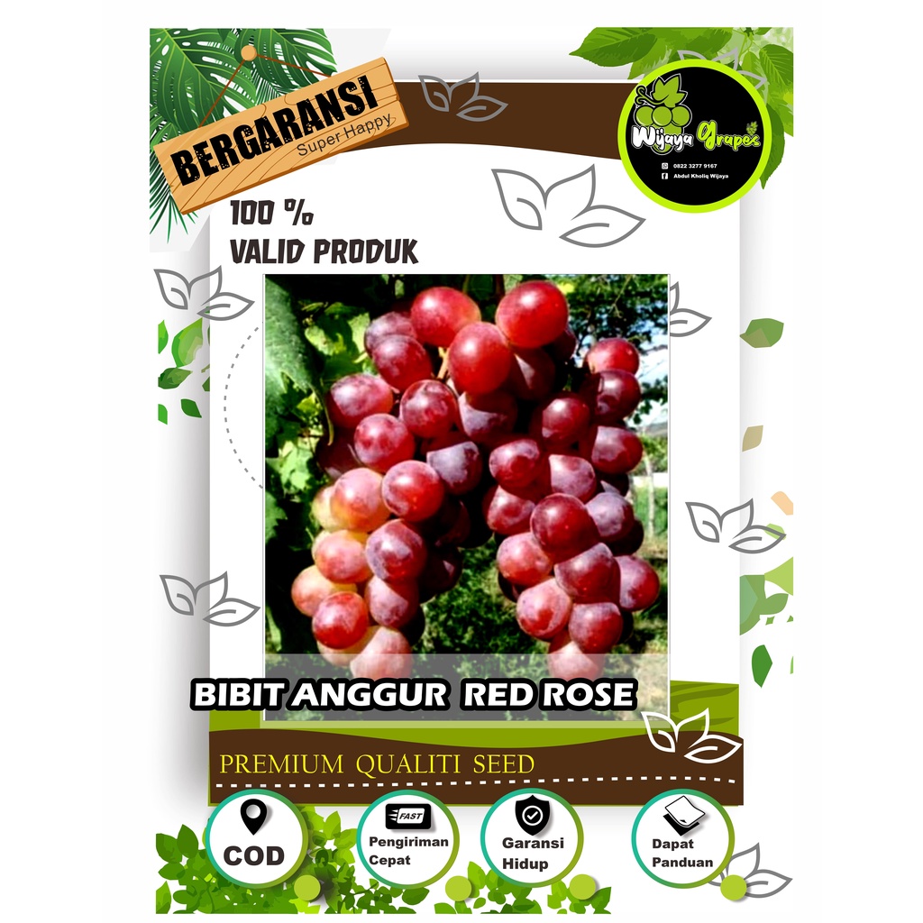 Bibit Buah Anggur Sangat mudah BerBuah Merah Manis dan Sangat Segar