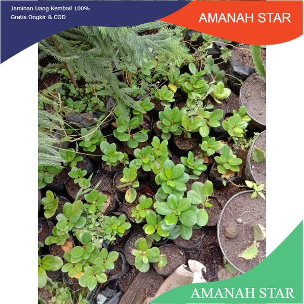 Bibit dolar beringin bahan bonsai tinggi 10 cm full akar