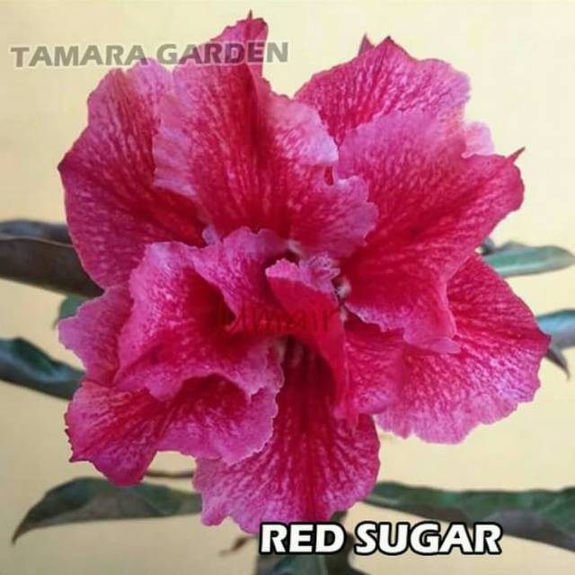 Bibit Bunga Kamboja Adenium Red Sugar - Tanaman Hias