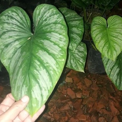 Philodendron Mamei Silver Cloud Tanaman Hias