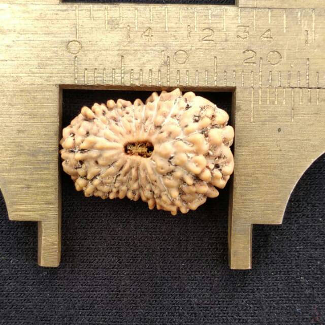Rudraksha jenitri mukhi 14 P19mm x L13nitrimm