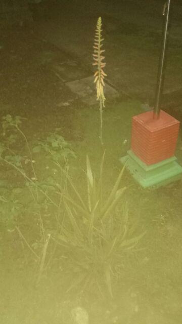 Bibit Buah Tin Verte Fc