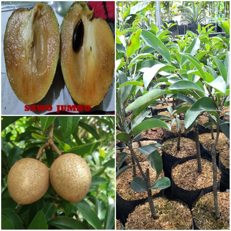 Tanaman Buah Sawo Jumbo / Sawo Besar/ Sawo Giant / Sawo Raksasa / Manilkara Kauki