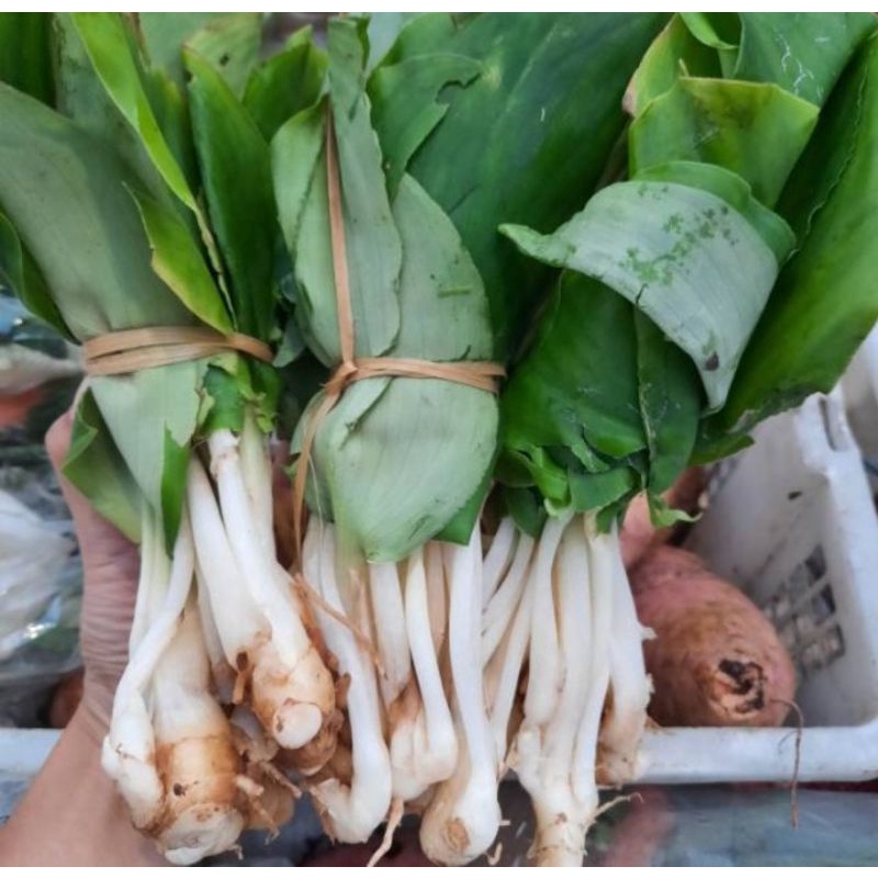 

Daun Kencur Segar 250g