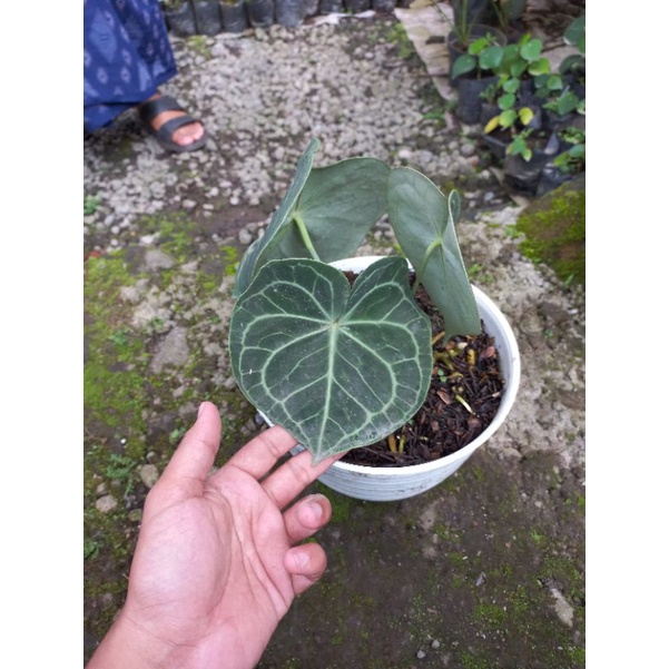 Kuping Gajah Tarantula/ Anthurium Clarinervium Pagoda Original Picture