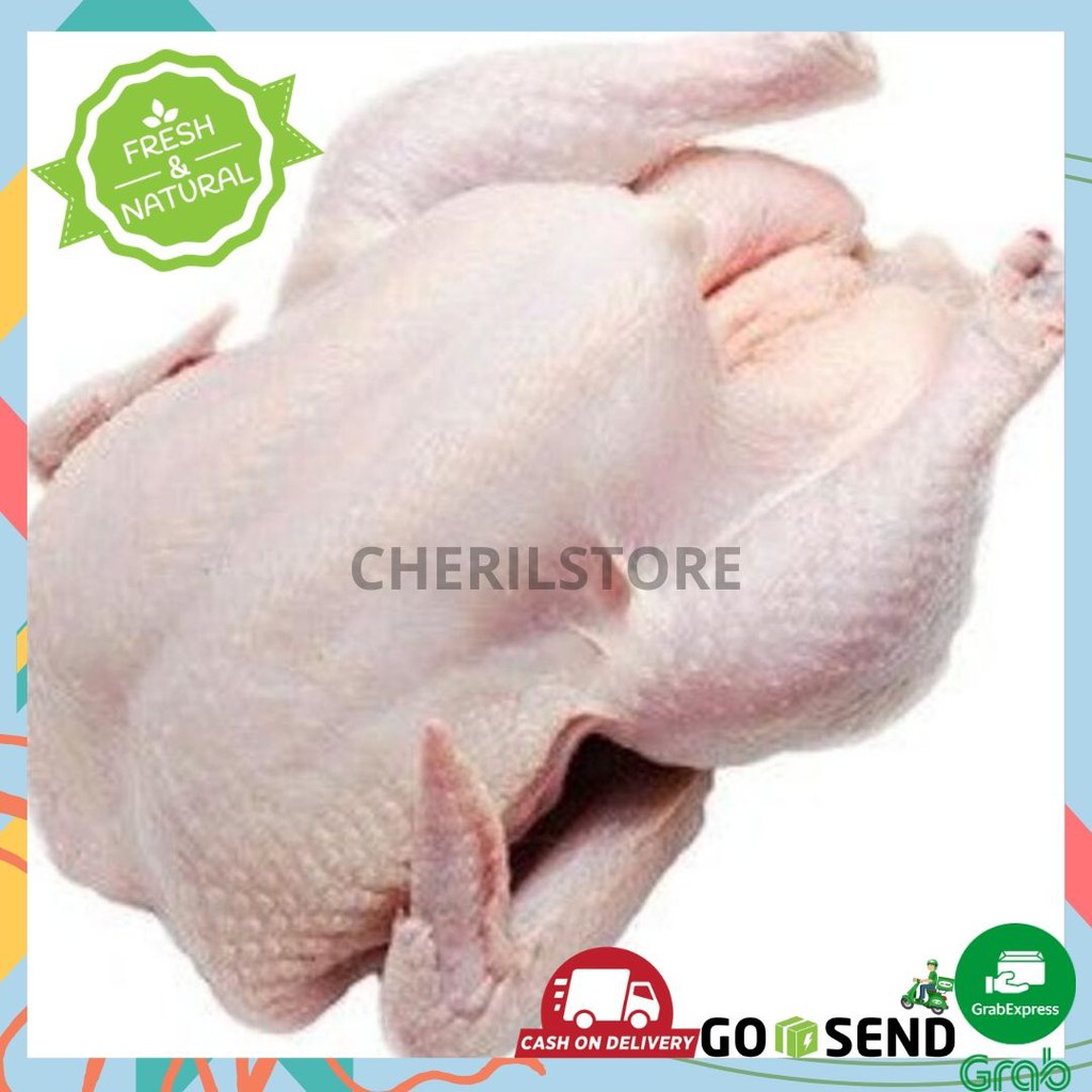 Ayam broiler fresh per potong