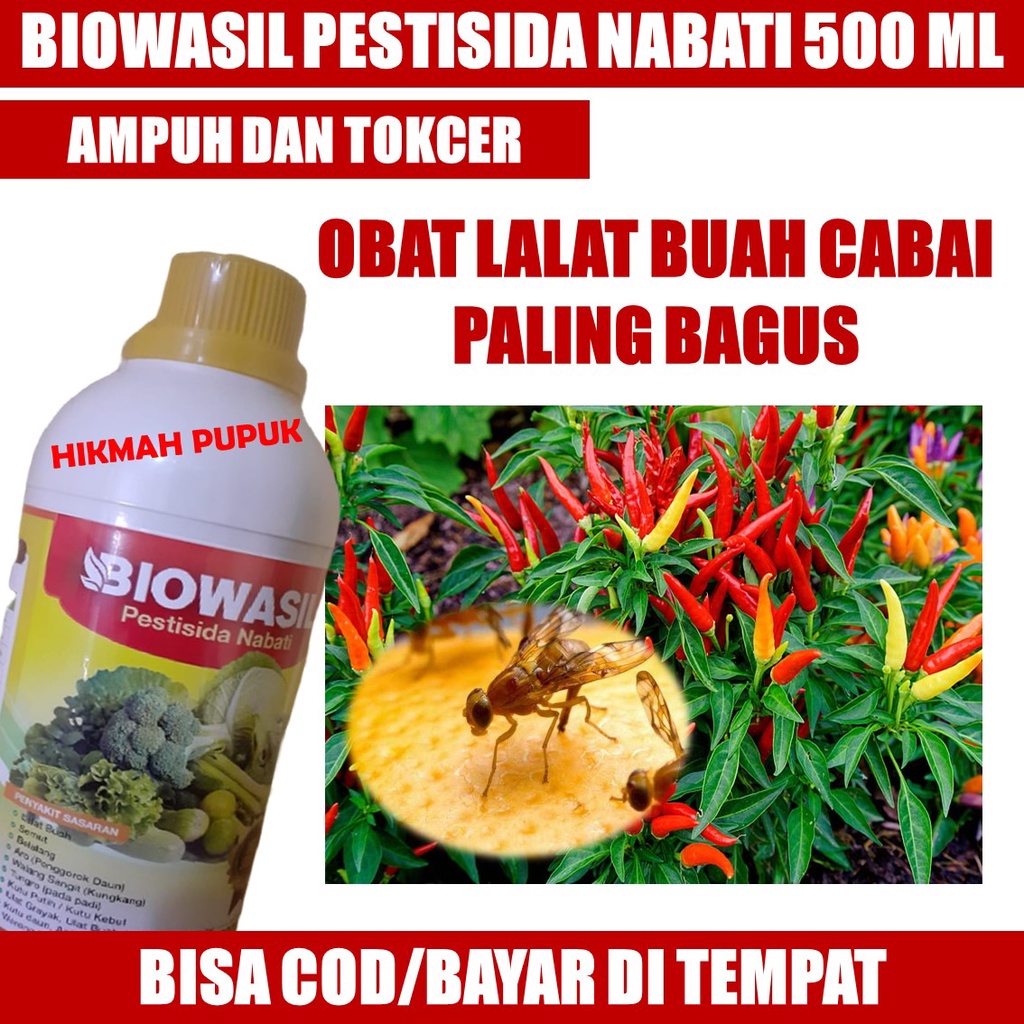 [BISA COD] BIOWASIL ISI 500 ML OBAT LALAT BUAH CABAI PALING BAGUS, Pestisida Lalat Buah Pada Cabai T
