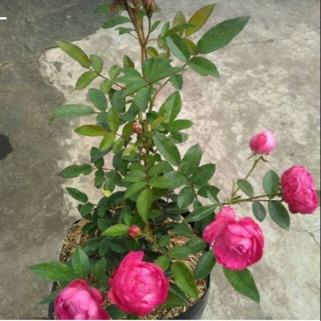 Tanaman Mawar Rambat / Climbing Rose