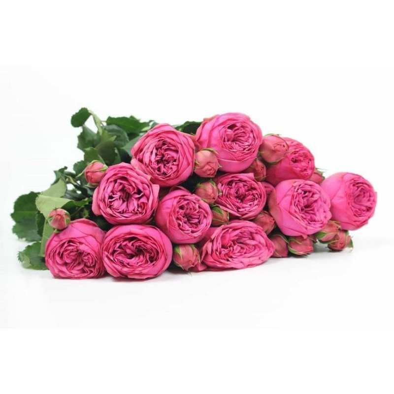 Tanaman Hidup Bibit Bunga Mawar Import  HAPPY PIANO-Mawar impor-Mawar pink-Mawar rambat-Bunga Mawar 