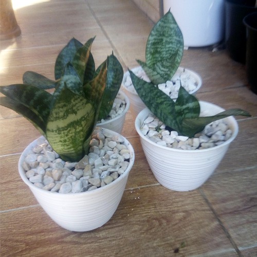 Lidah Mertua Plus Pot Tanaman Hias Sansiviera Mini