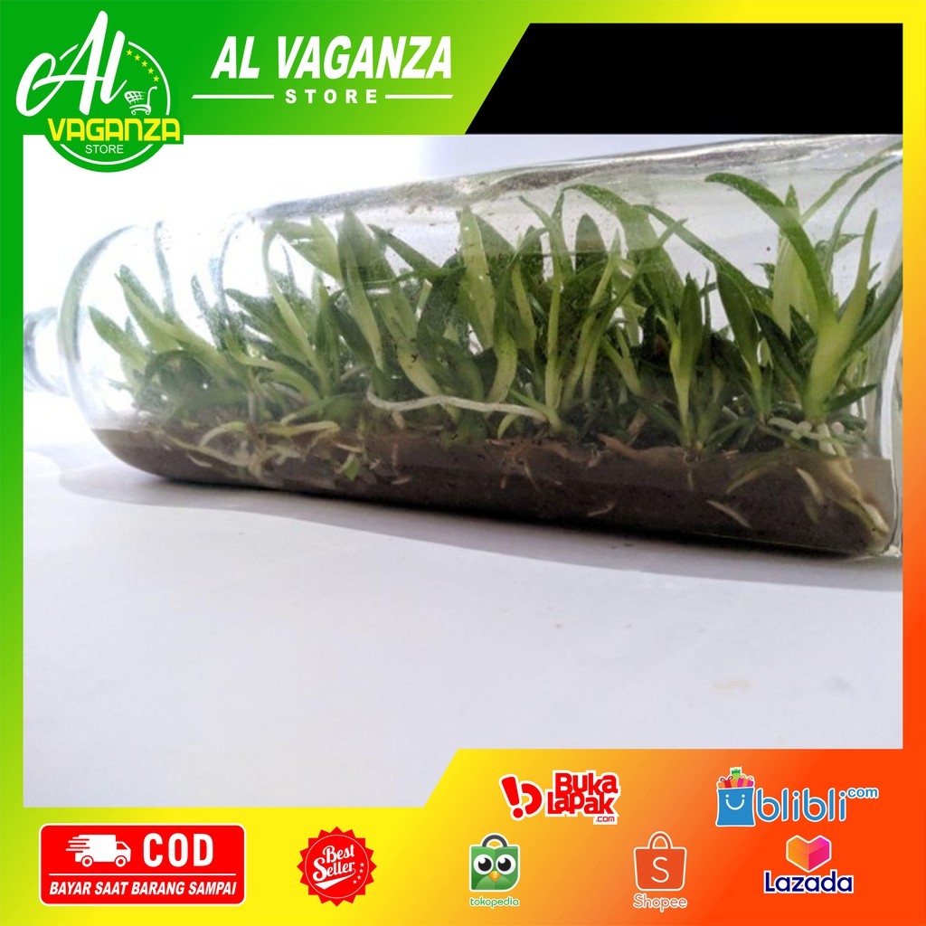 COD BIBIT ANGGREK BULAN BOTOL BESAR ISI -+55 TANAMAN