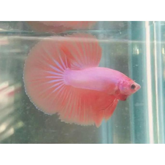 Ready Cupang Hias Halfmoon