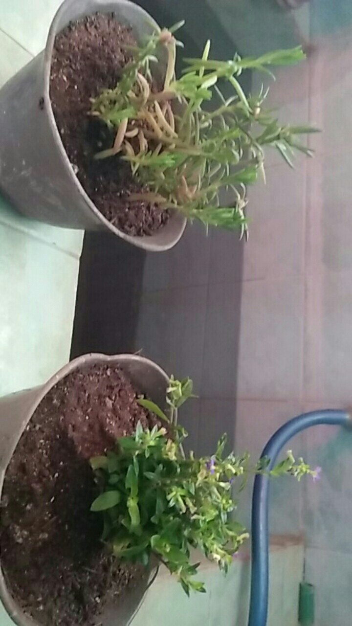 Tanaman Hias - Bunga Krokot Moss Rose