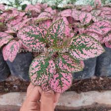 tanaman hias hipotes pink - BAKUL KEMBANG