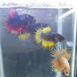 ikan cupang hias serit / crowntail | shopee indonesia