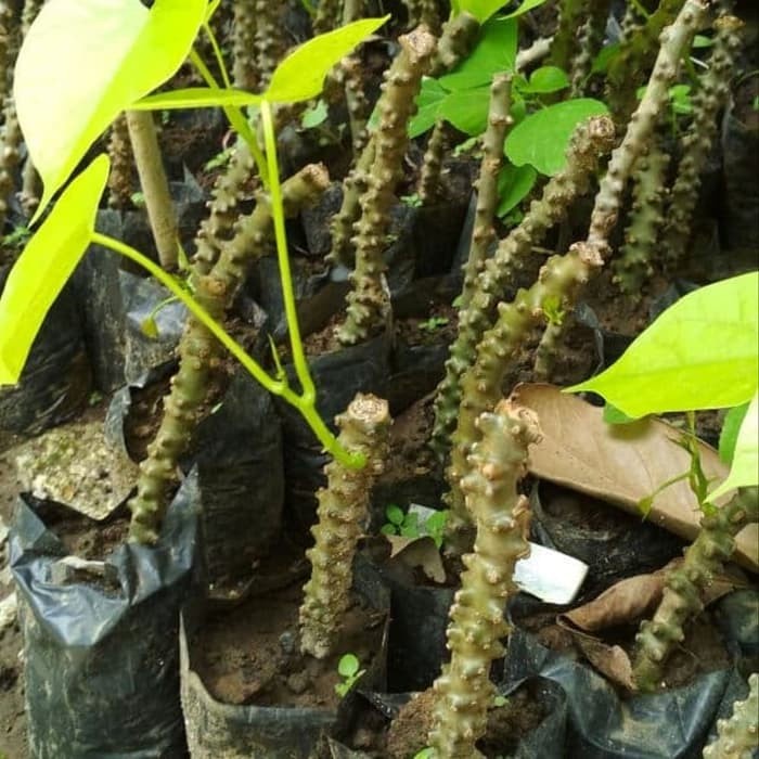 

Brotowali Bratawali Batrawali atau akar aliali (Tinospora Crispa L.) stek brotowali