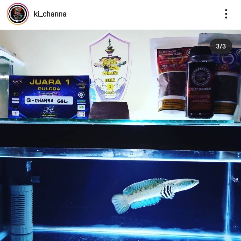 UDANG KERING BARCA Pro++/Xtra++ &amp; MAGGOT BARCA (RED-YELLOW, BLUE, MULTI-COLOR) elbarcafeed - Pakan Pelet Ikan Channa, Koki, Arwana, Louhan, Koi &amp; ikan hias lainnya