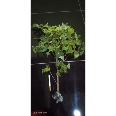 bibit bahan bonsai waru wayang