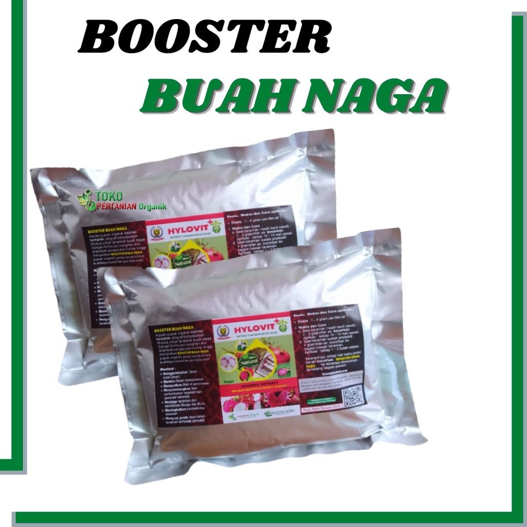 TERBUKTI Pupuk Pelebat Buah Naga,  Booster Buah Naga Agar Berbuah Lebat Z