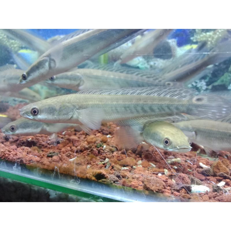 Channa Maru YS Gen Red Eye uk. 16-17 cm