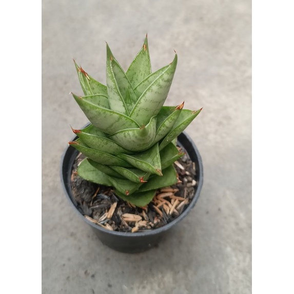 Sansevieria Pagoda Tower hibryd