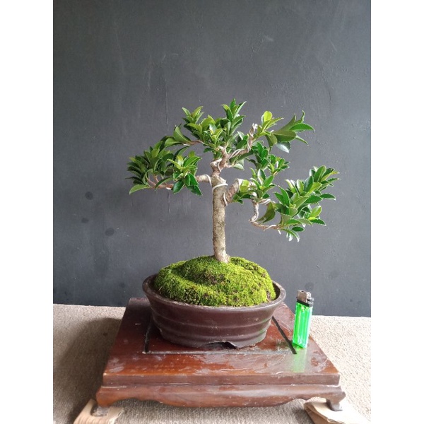 Bonsai beringin elegan..