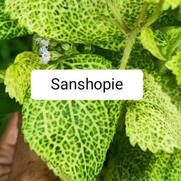 

Paket 250 gram daun bandotan kuning segar