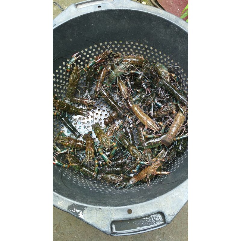 lobster air tawar lobster redclaw hewan air