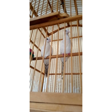 Perkutut Dewasa putih mata merah sepasang