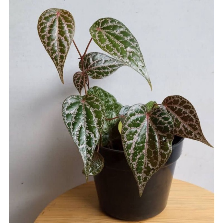 Tanaman herbal sirih merah - apotik hidup tanaman daun sirih merah