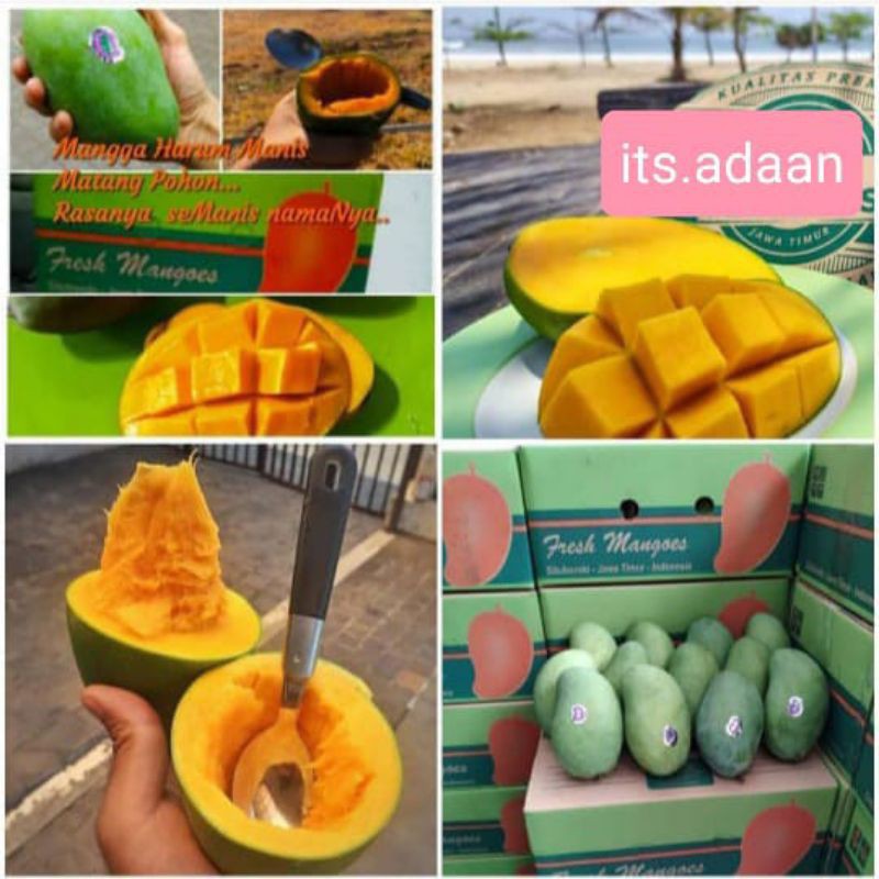 

Mangga Arumanis 143 Premium Matang Pohon Organik tanpa karbitan aman pestisida Situbondo