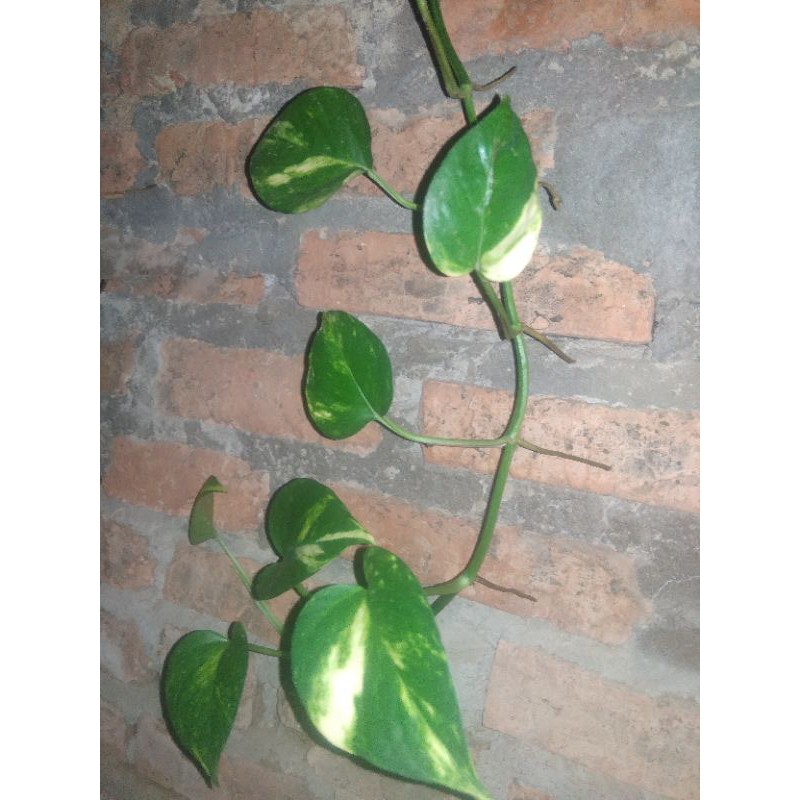 SIRIH GADING POTHOS Sesuai picture panjang nya