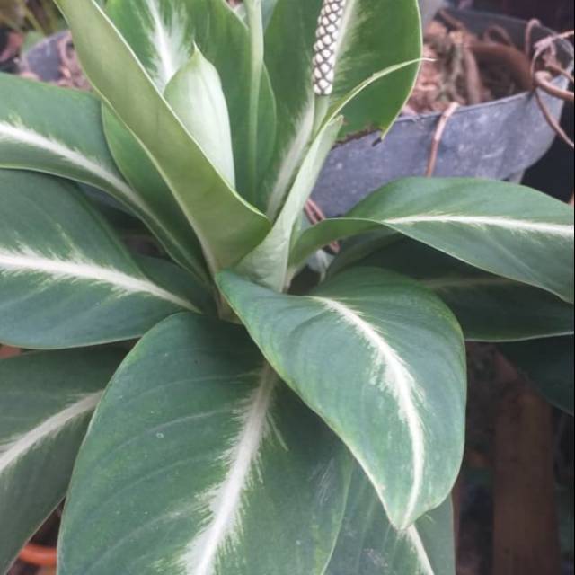 Bunga var /  benih herbal / hiasan taman