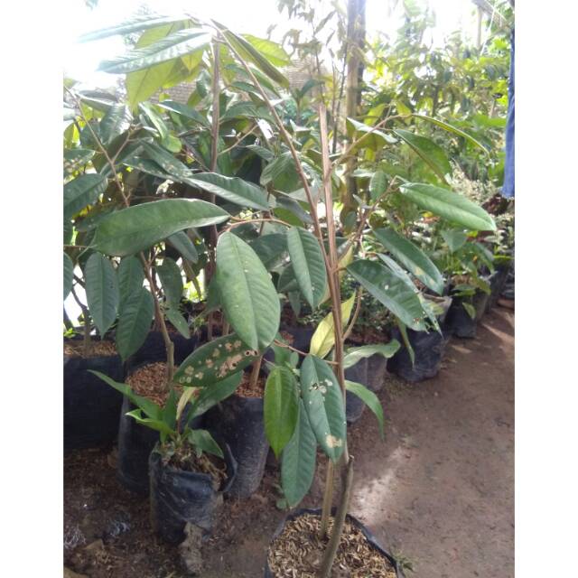 Bibit durian merah