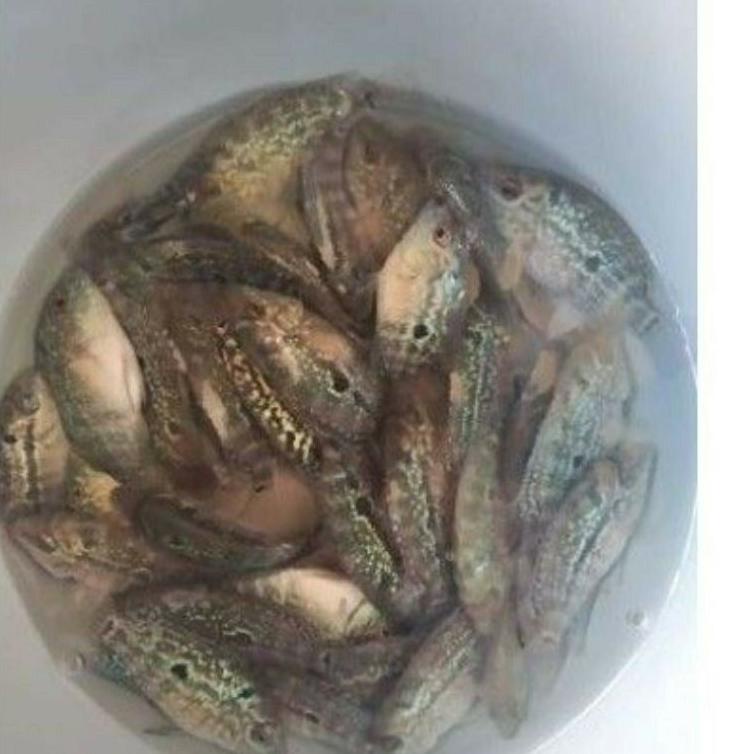 Produk Ori (COD) ikan louhan Burayak Kamfa f2 ukuran 4 sampai 5 cm.Order 3 Gratis 1 New Model