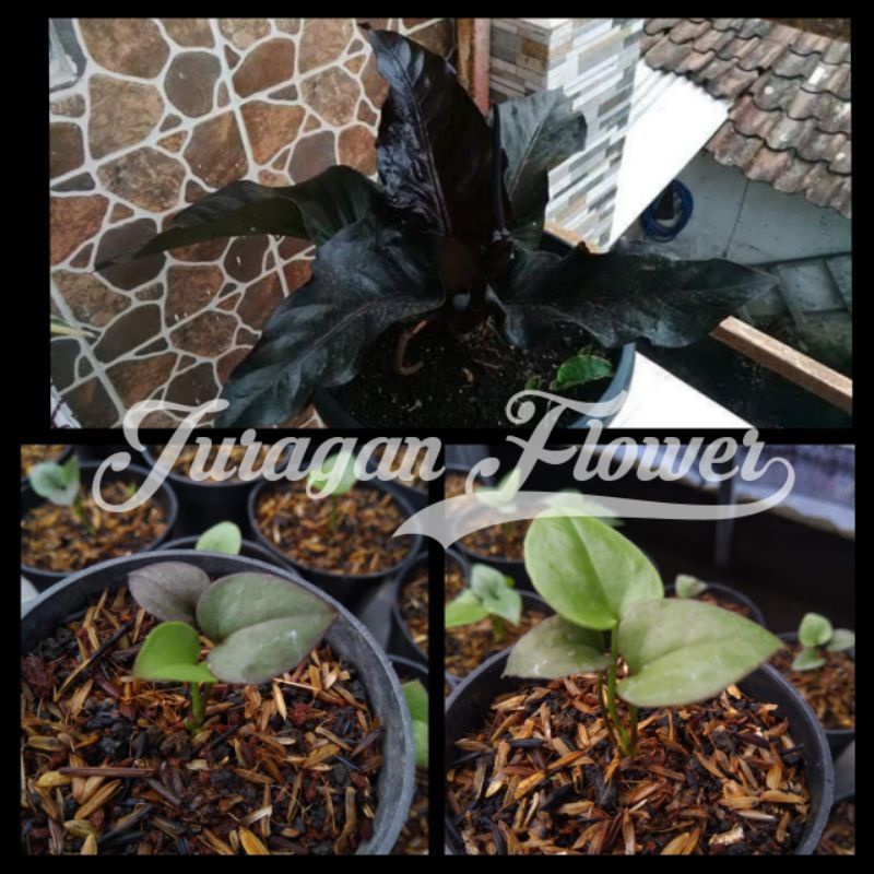 Bonggol Anthurium Black Dragon