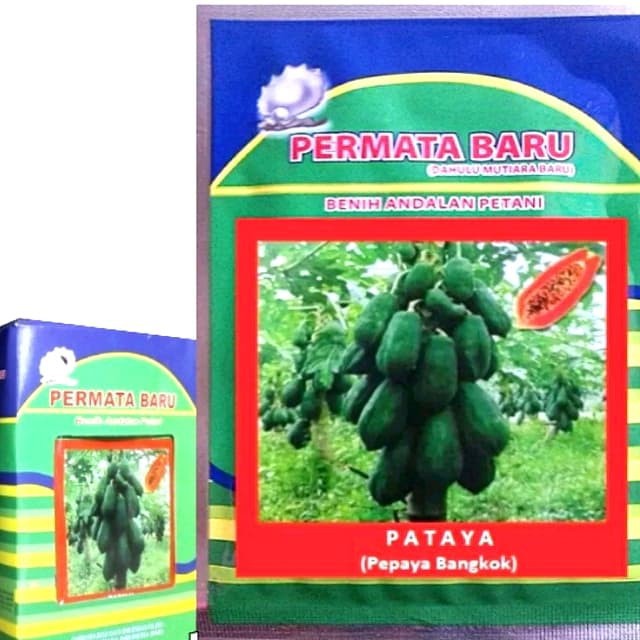 ISI 1 GR BIBIT PEPAYA BANGKOK UNGGUL PATTAYA - BENIH PEPAYA BANGKOK
