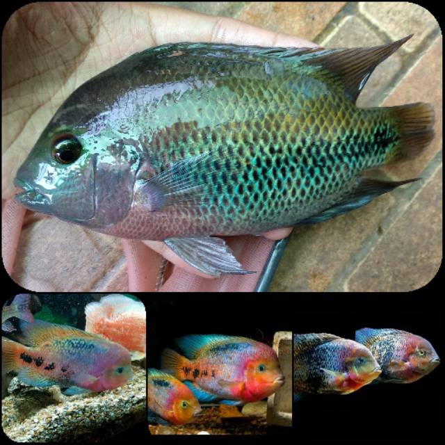 Qq9 Promo Vieja Argentea Silver Cichlid Ori America Size 6 7cm Shopee Indonesia