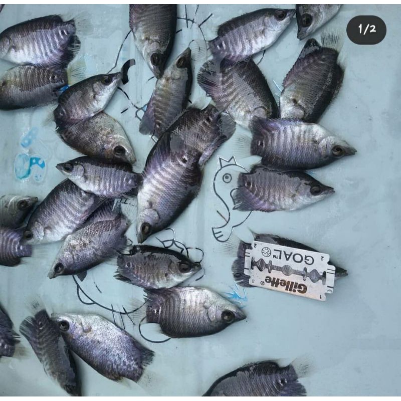 Bibit ikan gurame hitam Paket 10 ekor - gurame hitam ukuran nyilet - bibit ikan