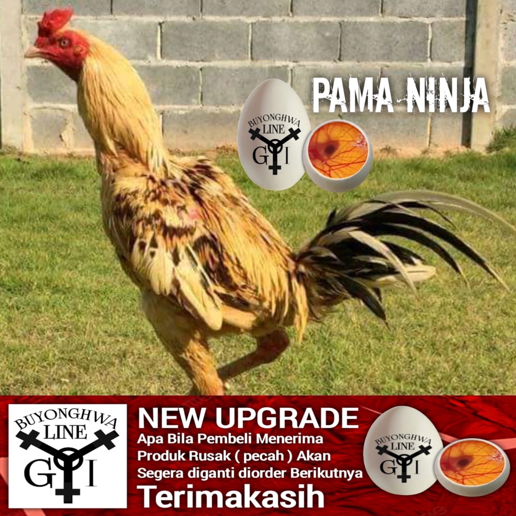 ayam bangkok pama super brakot telur tetas