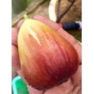 Bibit Pohon Tin Super Jumbo | Buah tin Besar merah manis | Tanaman Pohon tin Unggul