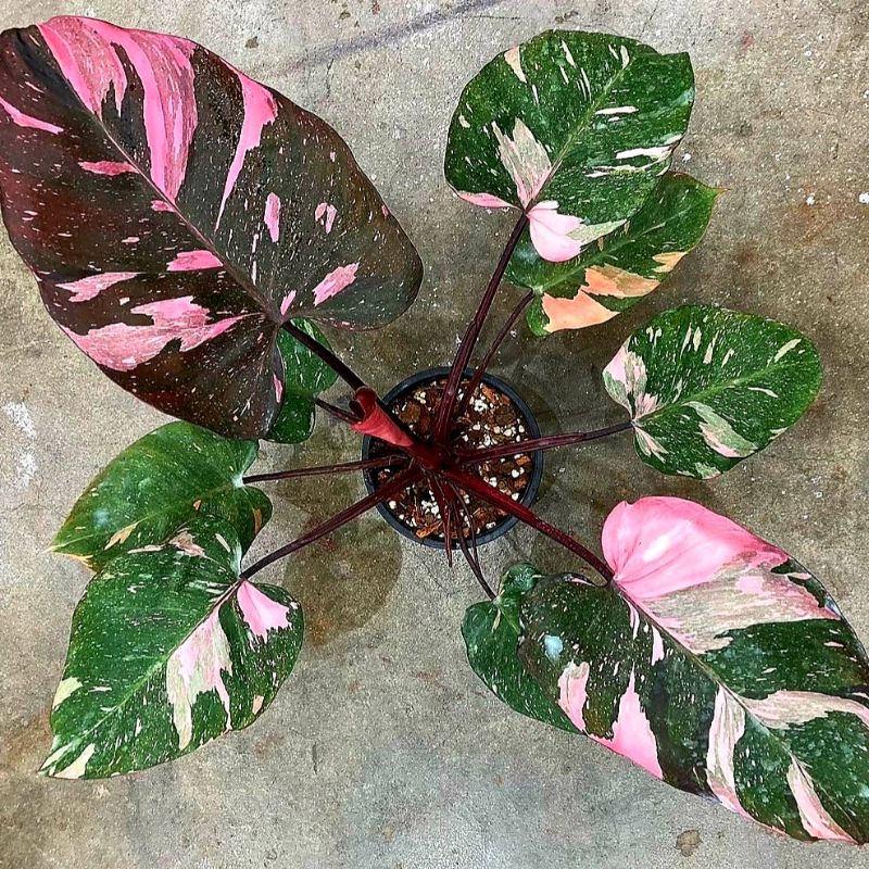 Philo Pink Princess Tanaman philodendron / philodendron tanaman hias / tanaman hias meja / philo pin