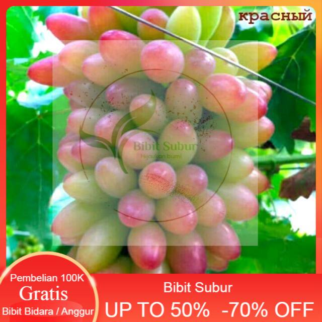 Bibit Anggur Impor Unggulan Muscat Merah Manis Cepat Berbuah Dan Cocok Disegala Cuaca.
