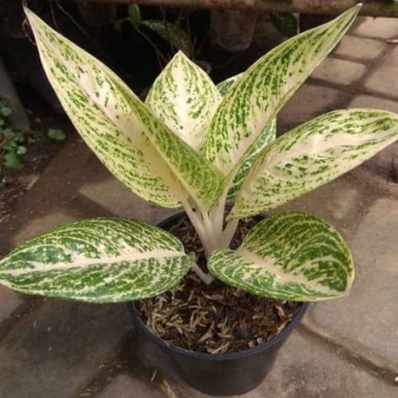 Tanaman Hias Aglonema Legacy Putih - Aglonema Legacy Putih
