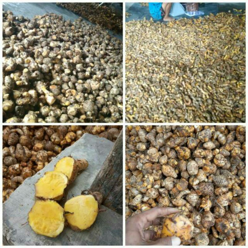 

Temulawak segar fresh 500g 1kg