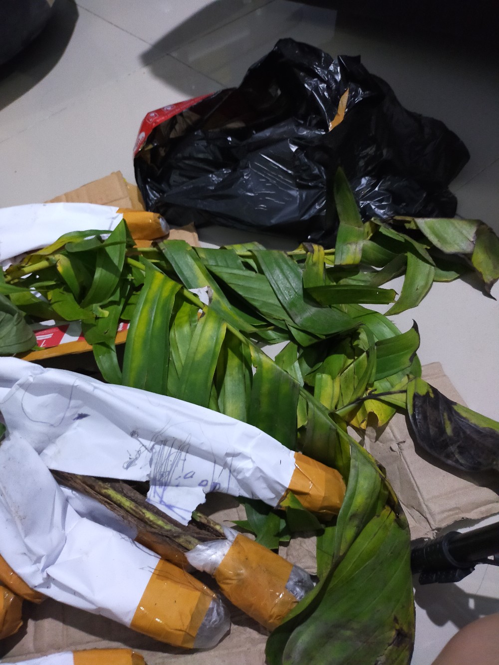 Alocasia Kupng Kelinci Murah