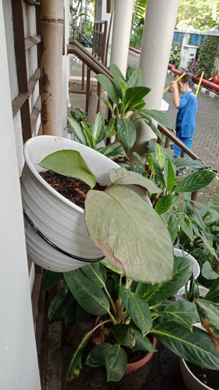 Produsen Gantungan Pot Pagar Gantungan Besi, Ring Cantol Pagar D12