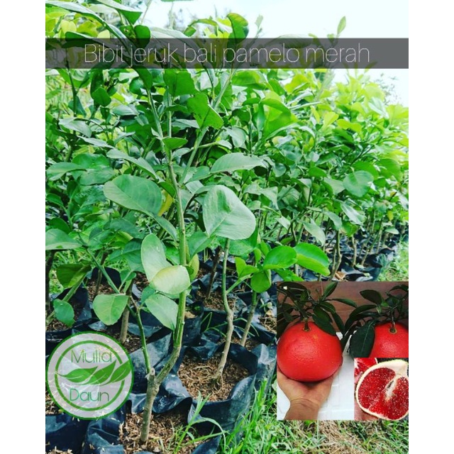 Bibit tanaman jeruk bali pamelo merah/Pohon jeruk bali pamelo jumbo/Besar