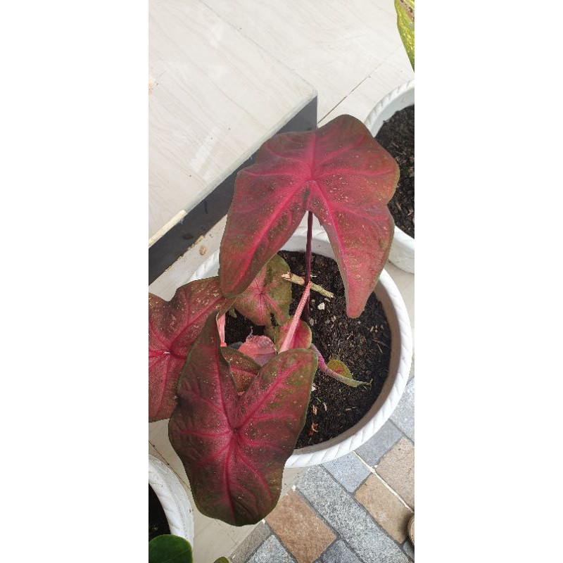 caladium red
